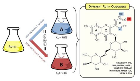 Laccase Activity as an Essential Factor in the Oligomerization of Rutin
