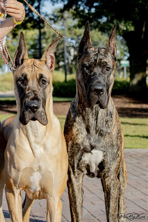 Vail Great Danes | New Jersey Breeder