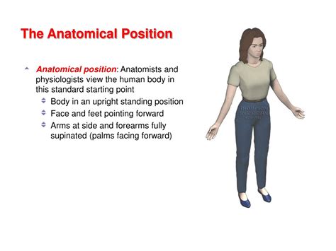 Image result for Anatomical Position Explained