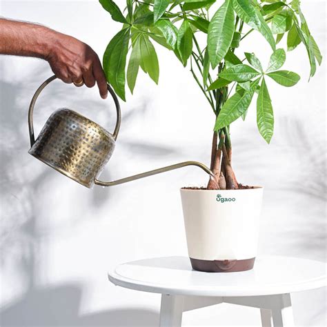 Magnum Watering Can – Ugaoo
