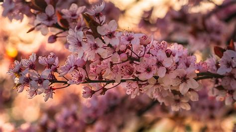 Image result for Bloom Flower Spring Fall