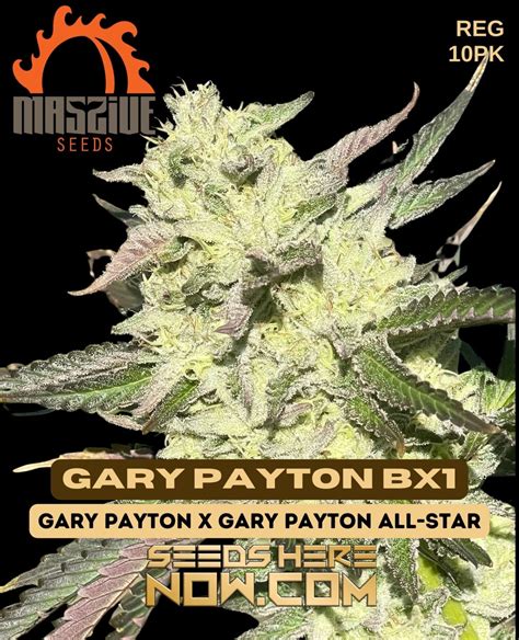 Order Gary Payton BX1 Regular Seeds - Premium Quality
