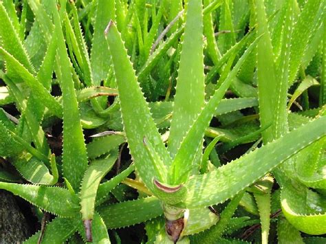 औषधी वनस्पती, वृक्ष लागवड योजना