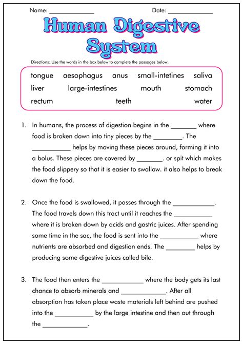 12 Digestive System Worksheet Answer Key - Free PDF at worksheeto.com