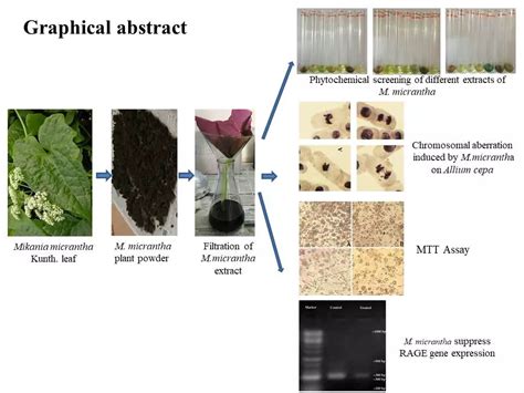 Suppression of the RAGE gene expression in RAW 264.7 murine leukemia ...