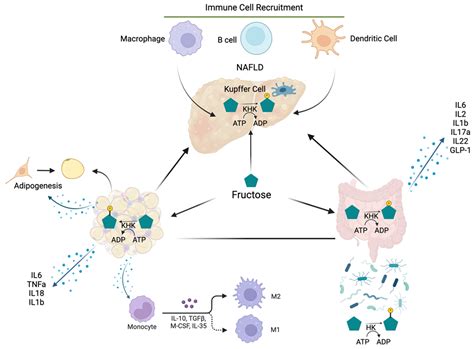 Regulation of Fructose Metabolism in Nonalcoholic Fatty Liver Disease