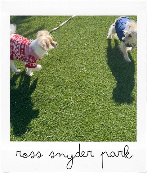 Sniffing butts has never been better: Bob the Dog reports on the five ...