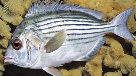 Dreamfish from another world? Eating it can cause strange ...