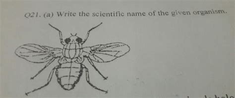 what is scientific name of this organism - Brainly.in