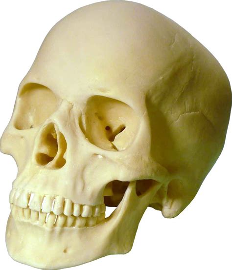 Real Human Skull Anatomy