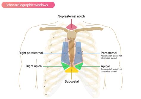 Suprasternal Notch Anatomy