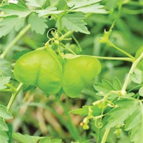 Natural Herbs - Cardiospermum Halicacabum Trader - Retailer from Madurai