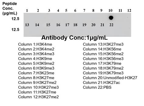Tri-Methyl-Histone H3 (Lys27) antibody (86992-1-RR) | Proteintech