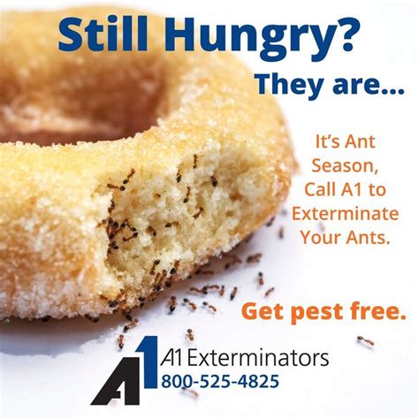 Image result for Bug Pest Control Tips