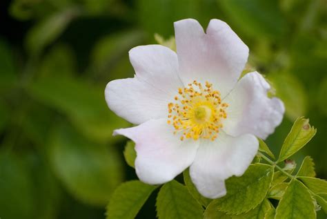 White small Flower in Nature free image download