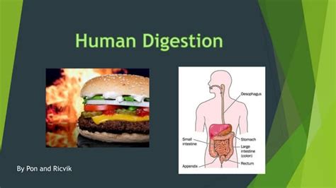 Digestion Process 的图像结果