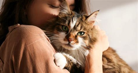 Cat Behaviour: 30+ Cat Behaviours Explained