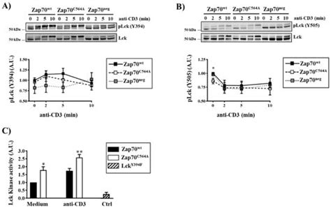 A Cysteine Residue within the Kinase Domain of Zap70 Regulates Lck ...