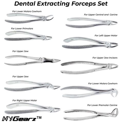 Dental Instruments With Name at Louis Martin blog