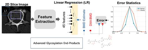 Exploring the Paradox of Bone Mineral Density in Type 2 Diabetes: A ...