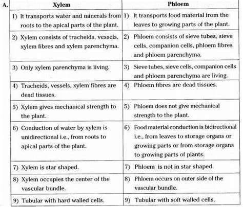 what is the difference between xylem and phloem? - Brainly.in