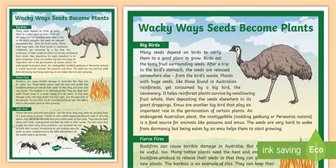 Wacky Ways Seeds Become Plants Display Poster (teacher made)