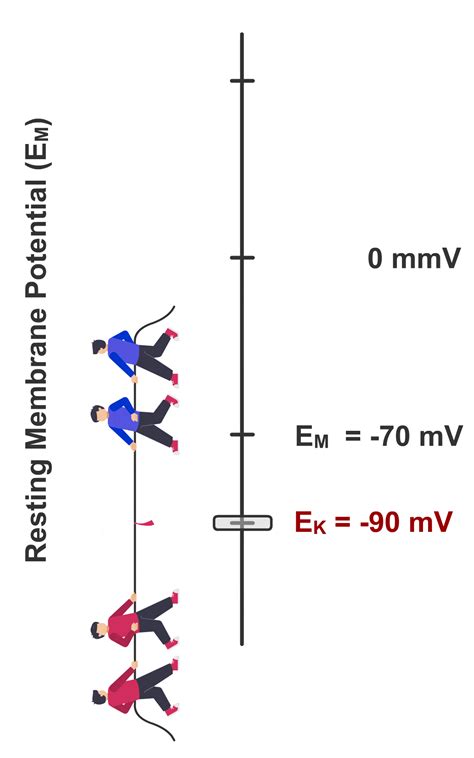 Image result for Neuron Resting Membrane Potential