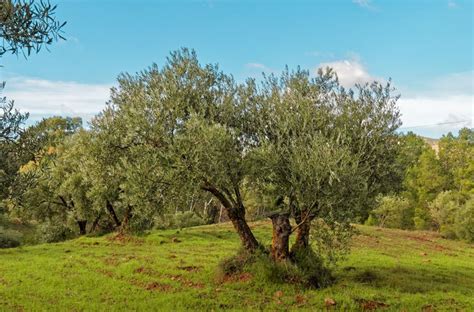 5 zeytin kaç kalori