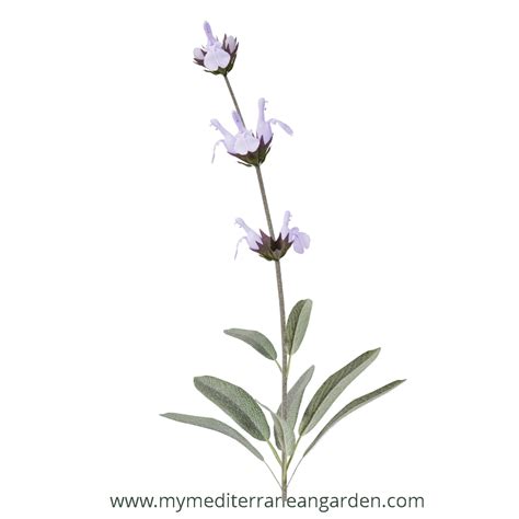 Salvia lavandulifolia (Spanish Sage)