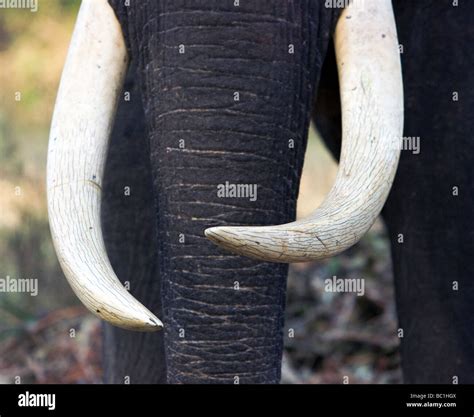 Indian elephant tusks Stock Photo - Alamy