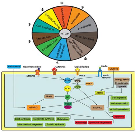 Developing Novel Experimental Models of m-TORopathic Epilepsy and ...