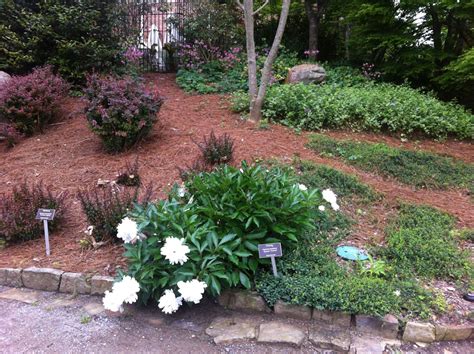 Paeonia lactiflora 'Queen Victoria' - Peony | Lewis Ginter Botanical ...