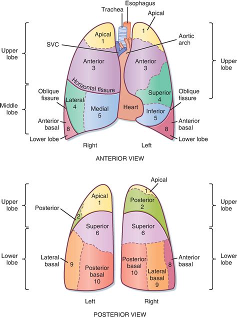 Lung Lobes Posterior The Lungs Position Structure TeachMeAnatomy