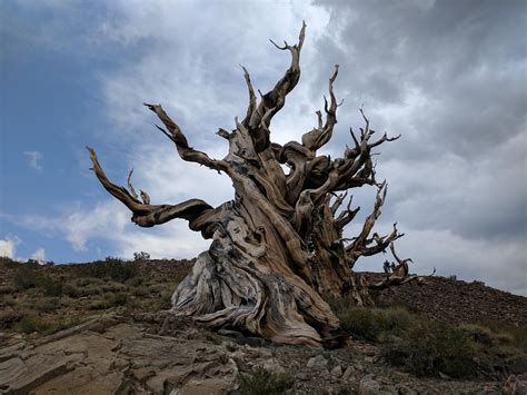Methuselah - the oldest living tree in the world in Bristlecone Pine ...