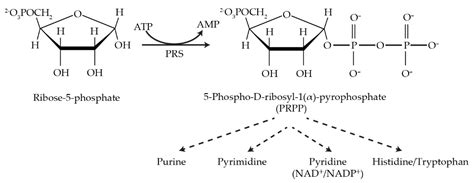 Contribution of Model Organisms to Investigating the Far-Reaching ...