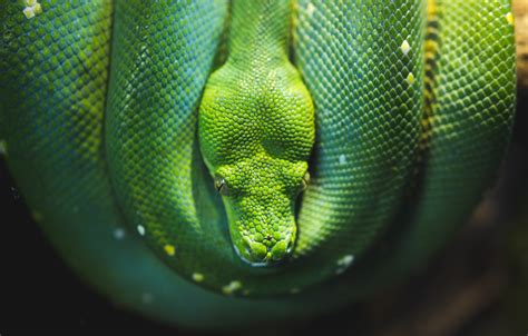 Snake Game Using Python 的图像结果