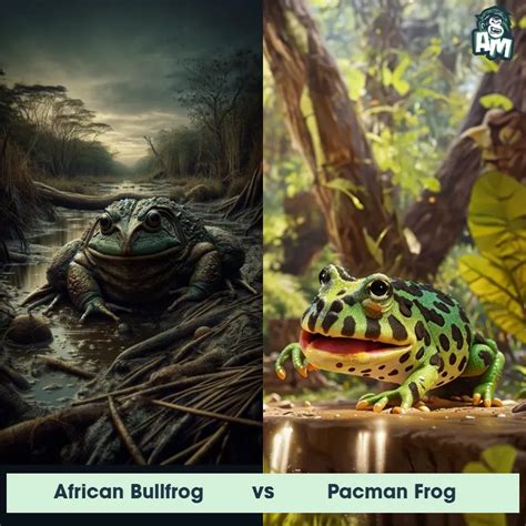 Image result for African Bullfrog vs Python
