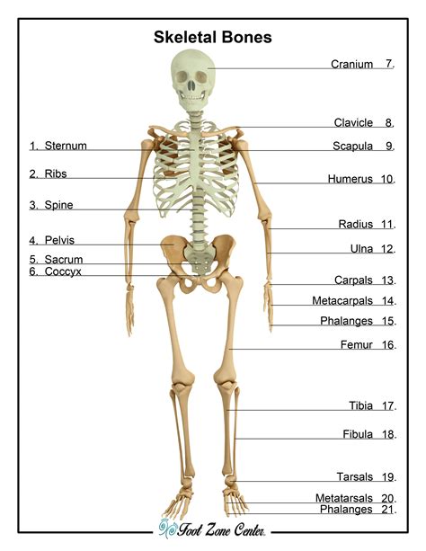Skeletal System For Grade 4
