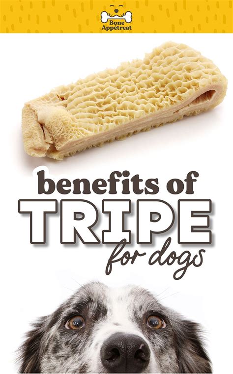 Tripe for dogs? What even is tripe? This common ethnic food comes in ...