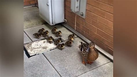 Secret Service escorts mama duck and ducklings to US Capitol reflecting ...