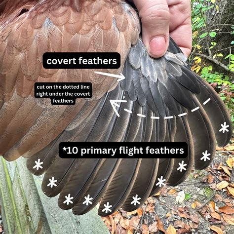 Wing Clipping — Purely Chickens