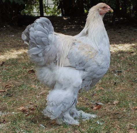 Brahma Chicken Personality at Cecil Flaherty blog
