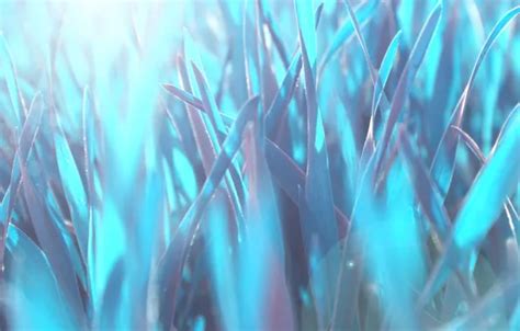 Wallpaper grass, macro, blue, nature, heat, blue, Wallpaper, wallpaper ...