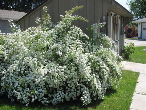 Bridal Wreath Spirea Images at Bella Yelverton blog