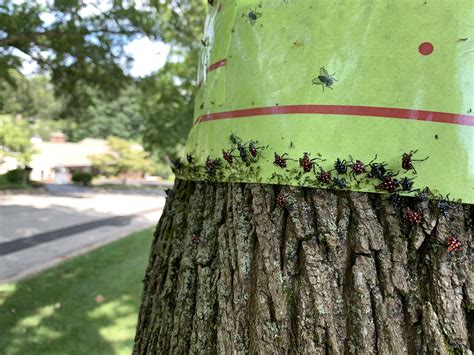 Lantern Fly Traps with Netting 的图像结果
