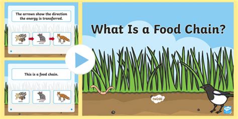 Food Chain Information PowerPoint (teacher made)