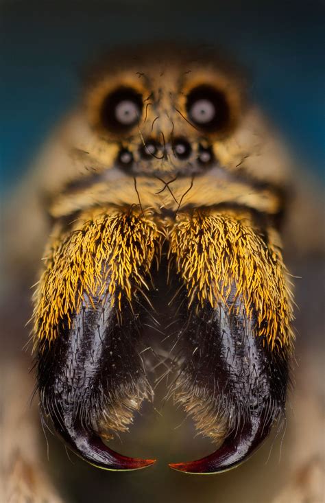 a close up view of the face and eyes of a jumping spider with its mouth ...