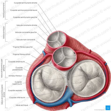 Anatomie du cœur: localisation, fonctionnement et schema | Kenhub