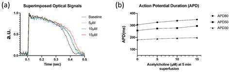 Acetylcholine Reduces IKr and Prolongs Action Potentials in Human ...