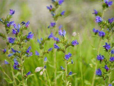 Viper’s Bugloss - The Equinest